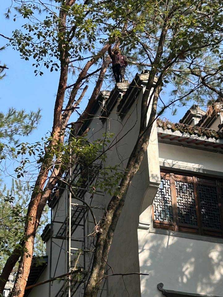 排除隱患，國(guó)資公司砍樹(shù)解民憂